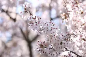 乳山：满园春色关不住 百花争艳醉游人图片