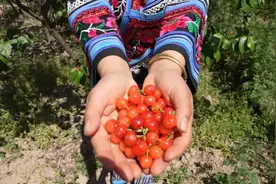 【有一种叫云南的生活】“樱桃经济”带火乡村旅游图片