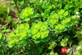 我好像中毒了！女子抓着一把草冲进急诊抢救室图片