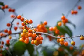 樱桃、桑葚、蓝莓、蜜桃、葡萄......这里的百亩果园结出10余种水果图片