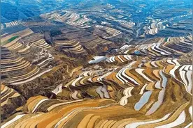 熄灯号｜定西三大宝：土豆、洋芋、马铃薯图片