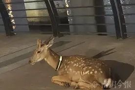 柳江边惊现“萌兽”在散步，有人看到它立马报了警图片