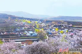 【图片新闻】岷县十里镇山杏桃花盛开 呈现出一派美丽的田园风光图片