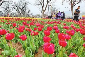 赏永靖郁金香花海 品蓝色黄河魅力图片