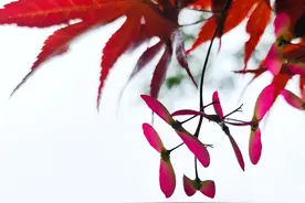 红枫树长出翩翩飞舞的“小翅膀”图片
