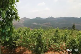 “推动高质量发展·全媒体记者大型蹲点调研采访系列报道”之二 | 甜蜜的事业——镇宁樱桃产业发展调查图片