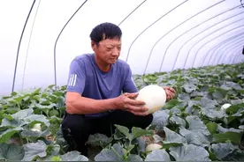 甜瓜中的冰淇淋！软糯香甜、一口飚汁的地产玉菇甜瓜上市了图片