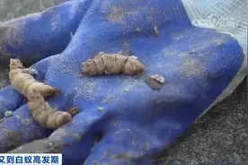 浙江一大坝挖出生长十几年白蚁后，为罕见的“一王三后”图片