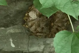 居民家中马蜂聚集 消防成功解忧图片