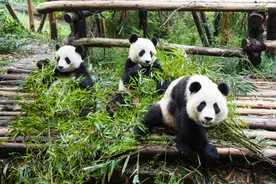 潮评丨向大熊猫馆扔烟头被禁入1年 不文明旅游行为不能惯着图片