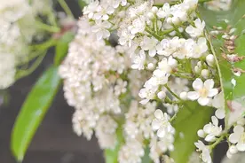 石楠花不好闻，为啥还大面积种植？ 阜阳园林 ：可有效吸附有害气体图片