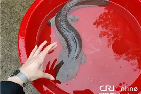 黄冈遗爱湖再现国家二级保护动物大鲵 重达5.3斤图片