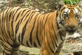 老虎出走3000公里，仍未脱单成功图片