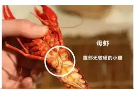 吃小龙虾前必看！建议收藏~图片