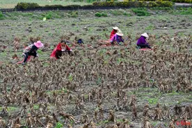 想不到的天府粮仓｜云南紫皮独头蒜源头竟在成都！每年可供10万亩蒜种图片