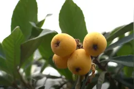 一个枇杷6元，这枚枇杷界的“白富美”你吃过吗？图片