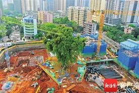 “让”出来的生态温情事：海南这些“自然朋友”有话要说图片
