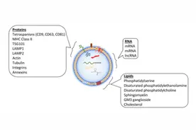 “新晋网红”外泌体，逆转肌肤年龄新手段？图片