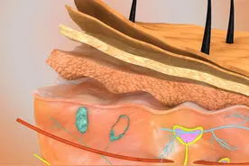 皮肤就是一支免疫部队图片