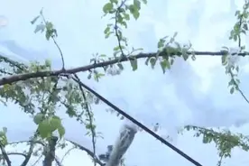 应对雨雪低温天气 陕西延安开展保花保果防冻作业图片