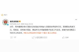 重庆动物园否认租借大熊猫图片