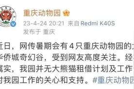 对外租借大熊猫？重庆动物园辟谣图片