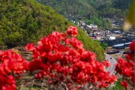 满山开遍哟映山红，三门峡的杜鹃花开正艳映红山图片