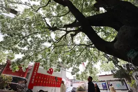 济南千年降龙树花开似雪 香飘十里美如画图片