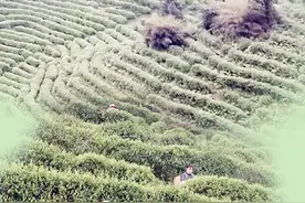 茶韵沅陵｜碣滩茶香飘天下图片