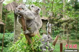 广州长隆举办考拉节 68只考拉集体卖萌图片