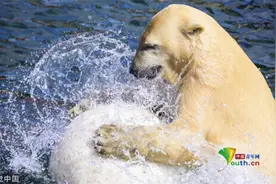 德国动物园内北极熊欢乐玩球图片