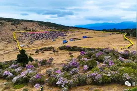 索玛花开铺锦绣，高朋满座迎盛会 ——普格县首届螺髻山海口索玛花赏花季盛大开幕！图片