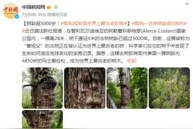 树龄超5000岁！智利或发现世界上最古老的树图片