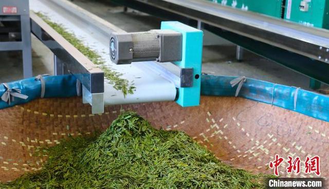 “茶乡”新观察：手工炒茶王为什么用上智能炒制机？