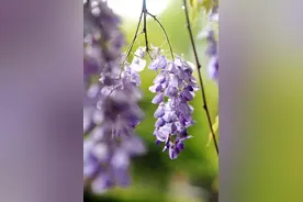 每个人的四月天图片