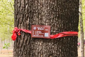 一树一码，济宁市735株一级古树有了“身份证”图片