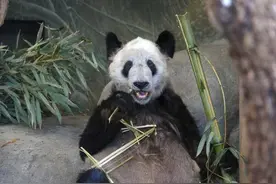 大熊猫丫丫将回国，民间“护卫队”：以前它有皮肤病，当地熊猫吃的食物比较干，被报道后有竹笋和苹果吃图片