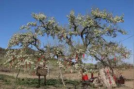 抚顺春季赏花节邀您共赴花的盛宴图片
