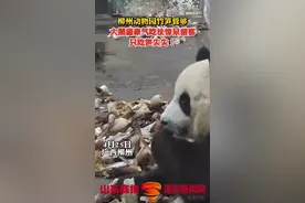 动物园竹笋管够！大熊猫吃笋只吃笋尖尖图片