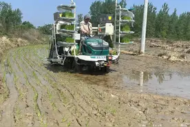 孝昌白沙镇：省时又省力 机插秧吹响早稻生产“冲锋号”图片