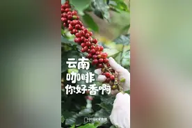 中国咖啡冠军，为什么在云南？图片