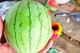 西瓜陆续上市 瓜皮越来越薄图片