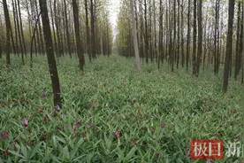 建始：药旅融合带动村民增收致富图片