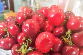 云南牟定：深山车厘子熟了 快来“世外桃源”采摘图片