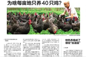 这家农场为啥每亩地只养40只鸡？图片