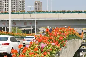 一桥一景！多色月季花开装点郑州高架图片