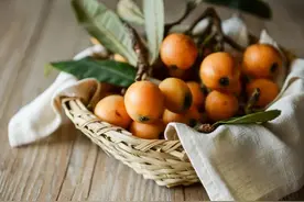 “果木中独备四时之气者”，说的就是枇杷图片