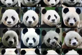 熊猫长得都一样？脸盲的你，这份认猫教程请收好！图片