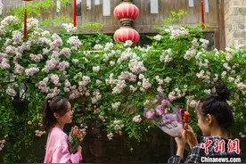 南京城南街头花开满“巷”漂亮“出圈”图片