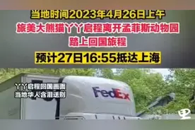 果然视频|旅美大熊猫丫丫启程离开孟菲斯动物园踏上回国旅程图片